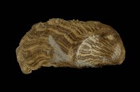 藏品(鳳凰蛤)的圖片